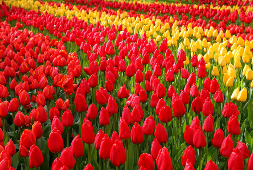 parkeren bij Keukenhof